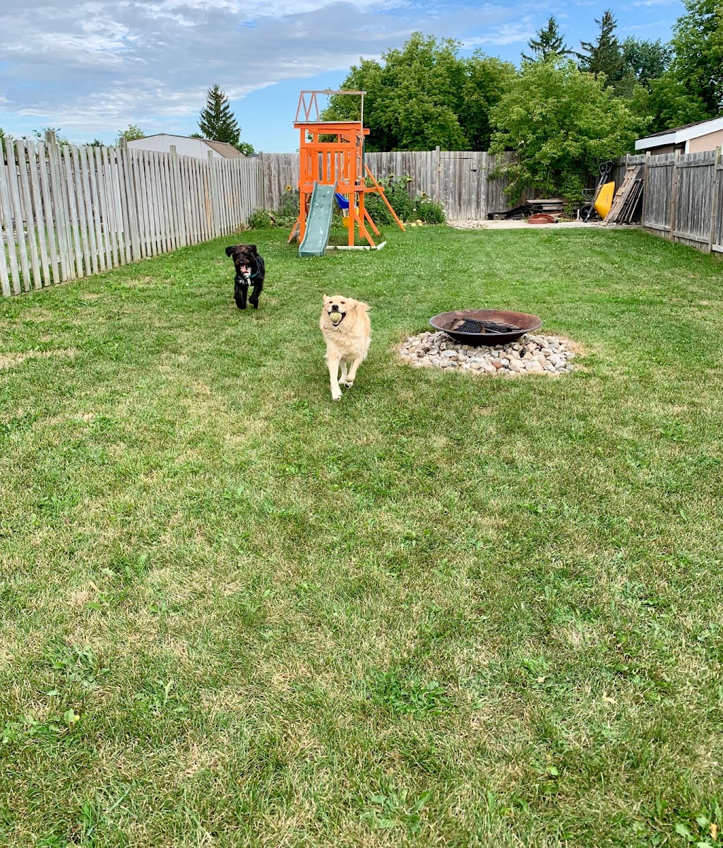 Best For Pets Services | 434 Joseph St, New Hamburg, ON N3A 1G3, Canada | Phone: (647) 521-5190