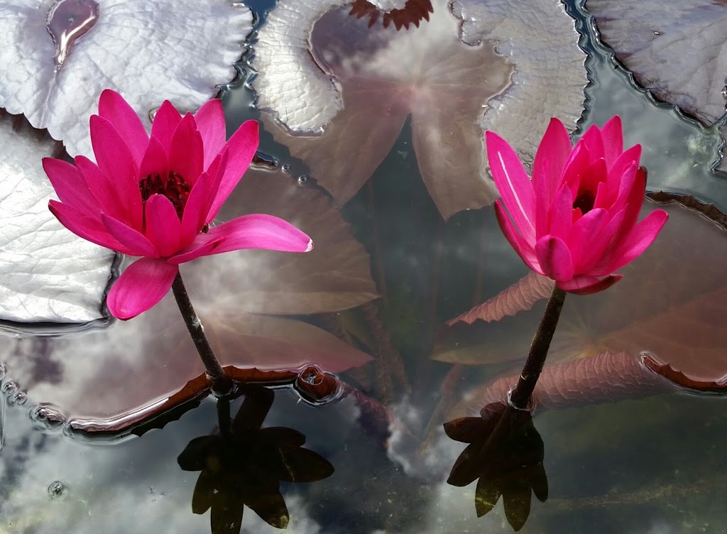 Koi Nursery & Water Gardens | 21751 Simcoe St, Seagrave, ON L0C 1G0, Canada | Phone: (905) 985-4600