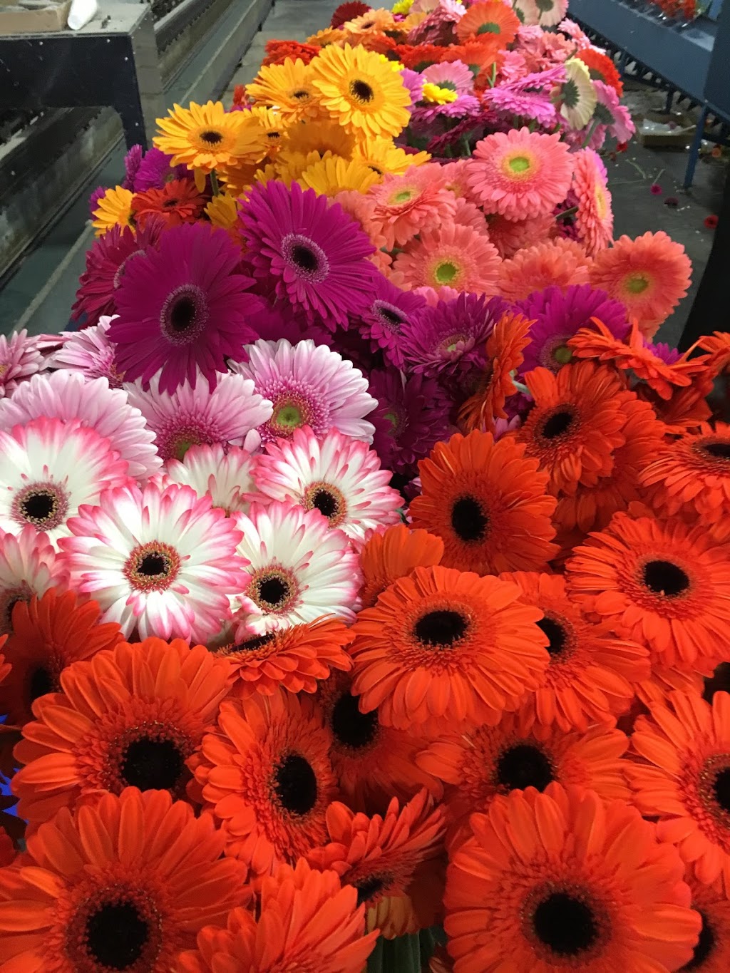Hollandia Greenhouses,Ltd. | 19731 Richardson Rd, Pitt Meadows, BC V3Y 1Z1, Canada | Phone: (604) 460-1866