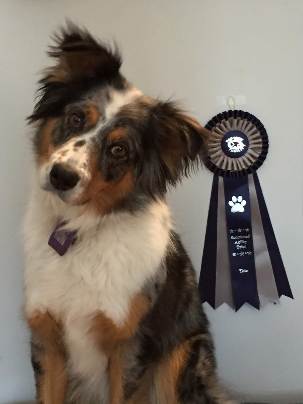 Calgary West Animal Hospital | 921 37 St SW, Calgary, AB T3C 1S4, Canada | Phone: (403) 246-8386