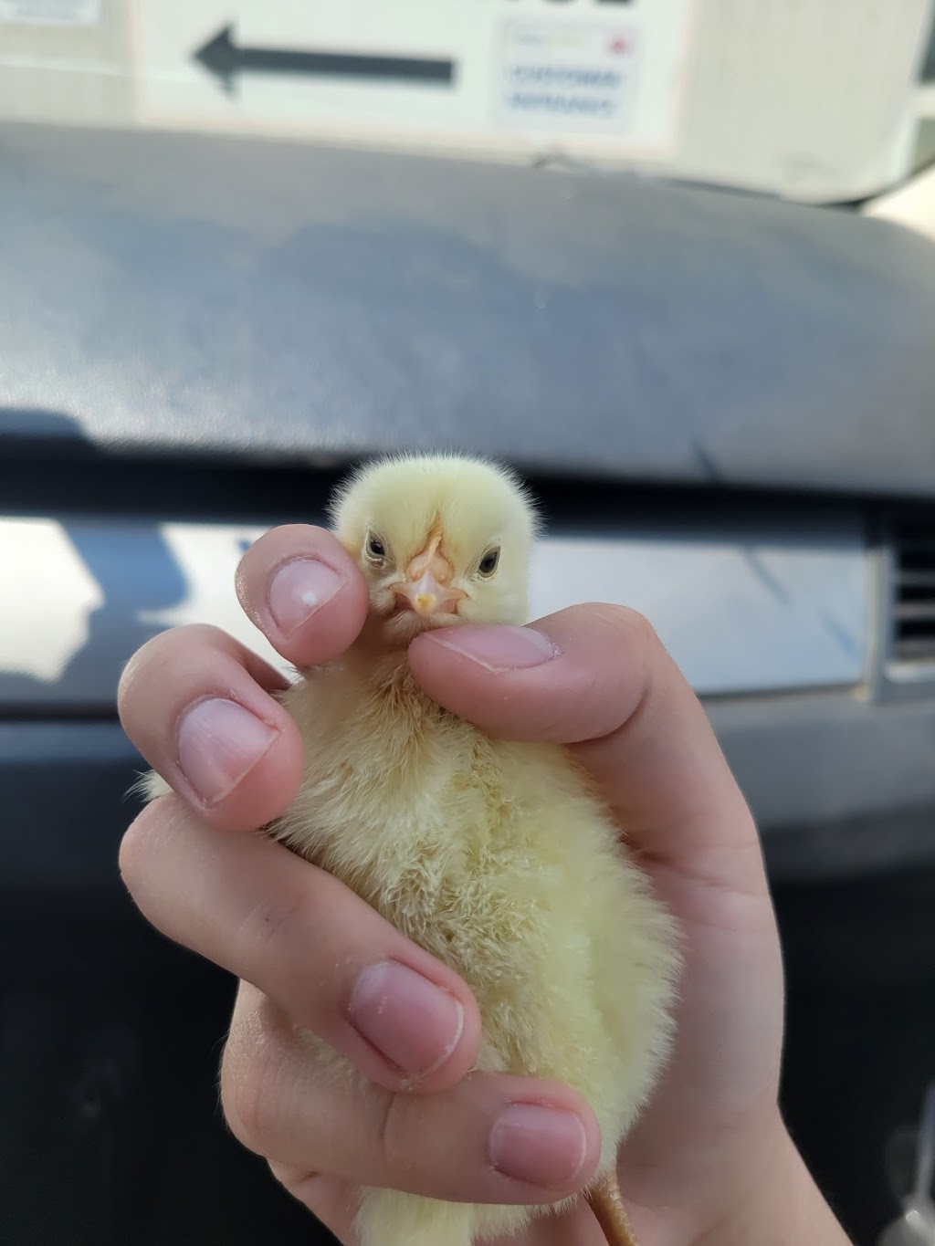 Rochester Hatchery | 9420 109 St, Westlock, AB T7P 2R4, Canada | Phone: (780) 307-3622