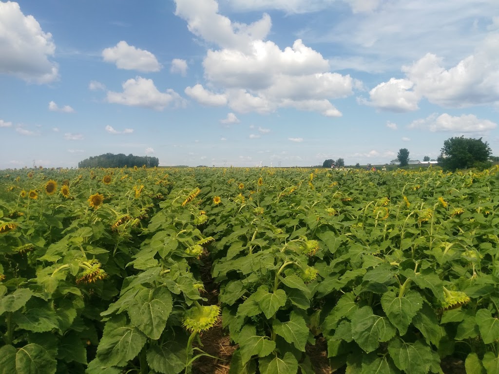 Ferme Champy | 205 Rue Principale, Upton, QC J0H 2E0, Canada | Phone: (450) 549-4510