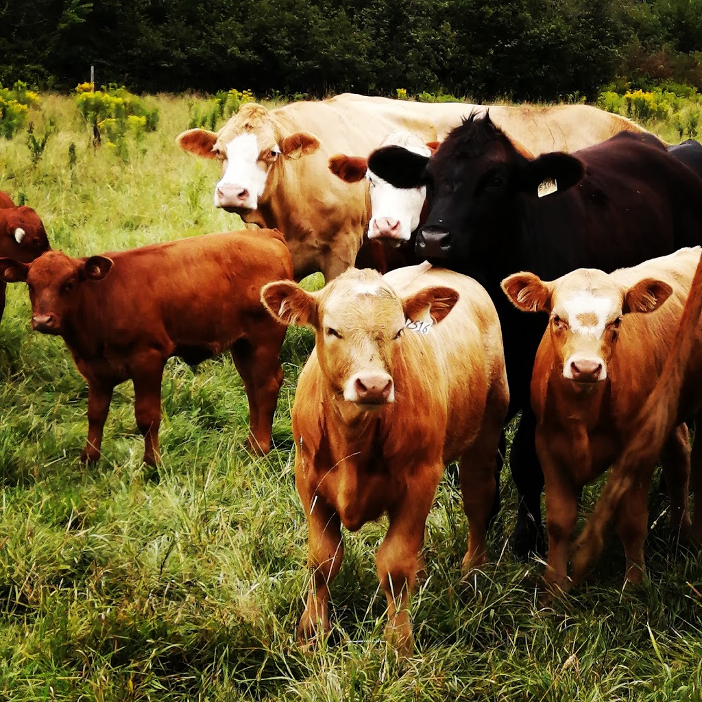 Ferme Patch | 328 Chemin Stagecoach, Brome, QC J0E 1K0, Canada | Phone: (450) 775-8698