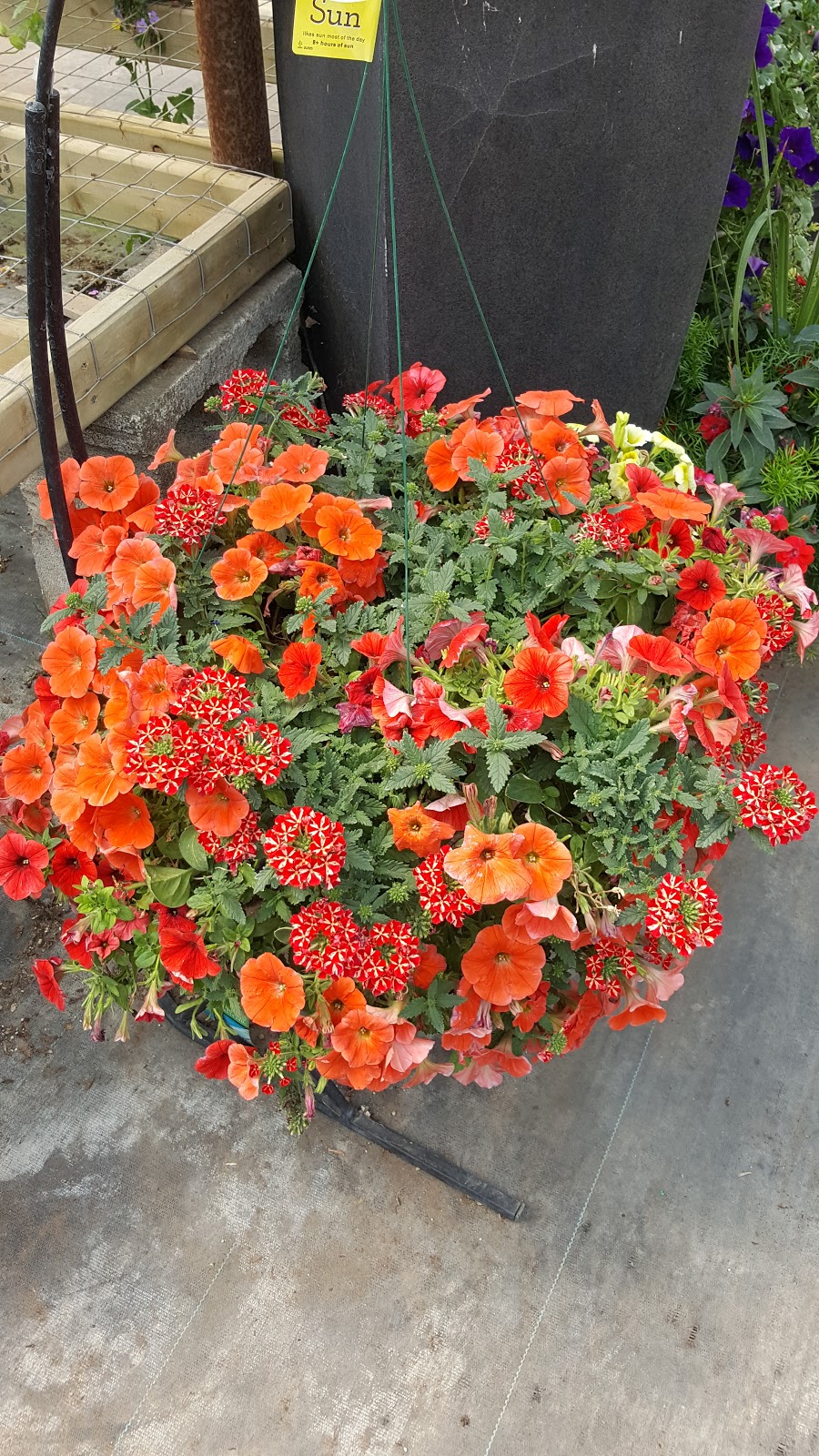 BMR Greenhouses & Water gardens | 24176 Township Road 500, Leduc County, AB T4X 0R1, Canada | Phone: (780) 986-0787