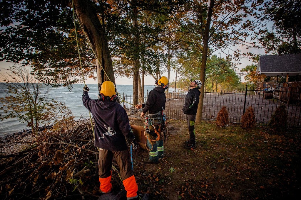 Arborwood Tree Service Inc. | 7838 Twenty Rd, Smithville, ON L0R 2A0, Canada | Phone: (905) 957-5663