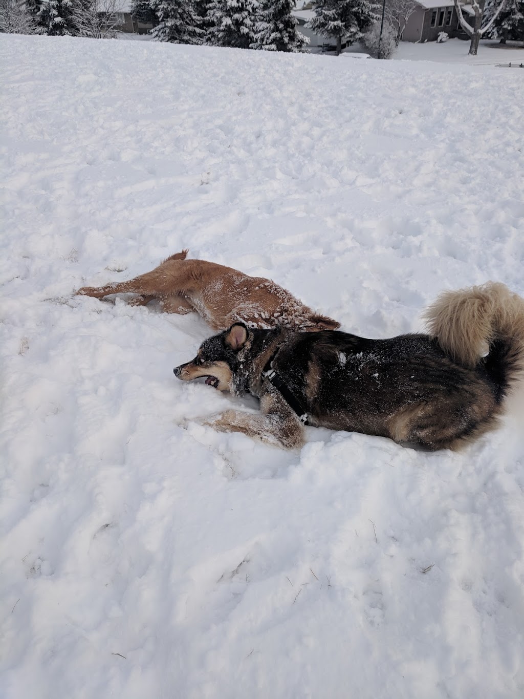 Dog Off Leash Park | Calgary, AB T2W 1W3, Canada