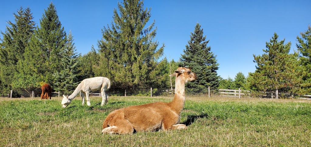 Harmony Meadows Alpaca | 6185 Sixth Line, Belwood, ON N0B 1J0, Canada | Phone: (519) 827-0939