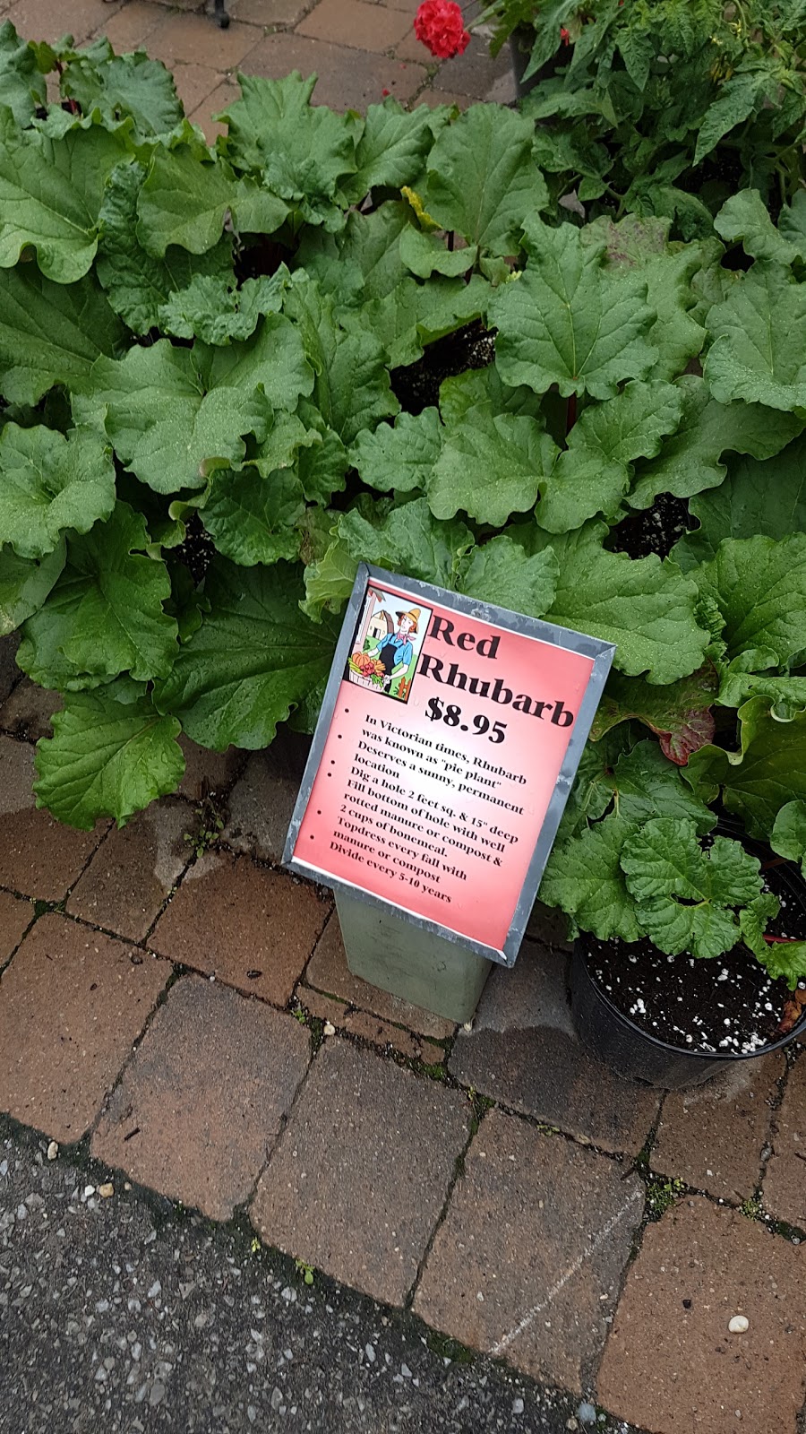 Hills Florist & Greenhouses | 182 Lindsay St S, Lindsay, ON K9V 2N3, Canada | Phone: (705) 324-2412