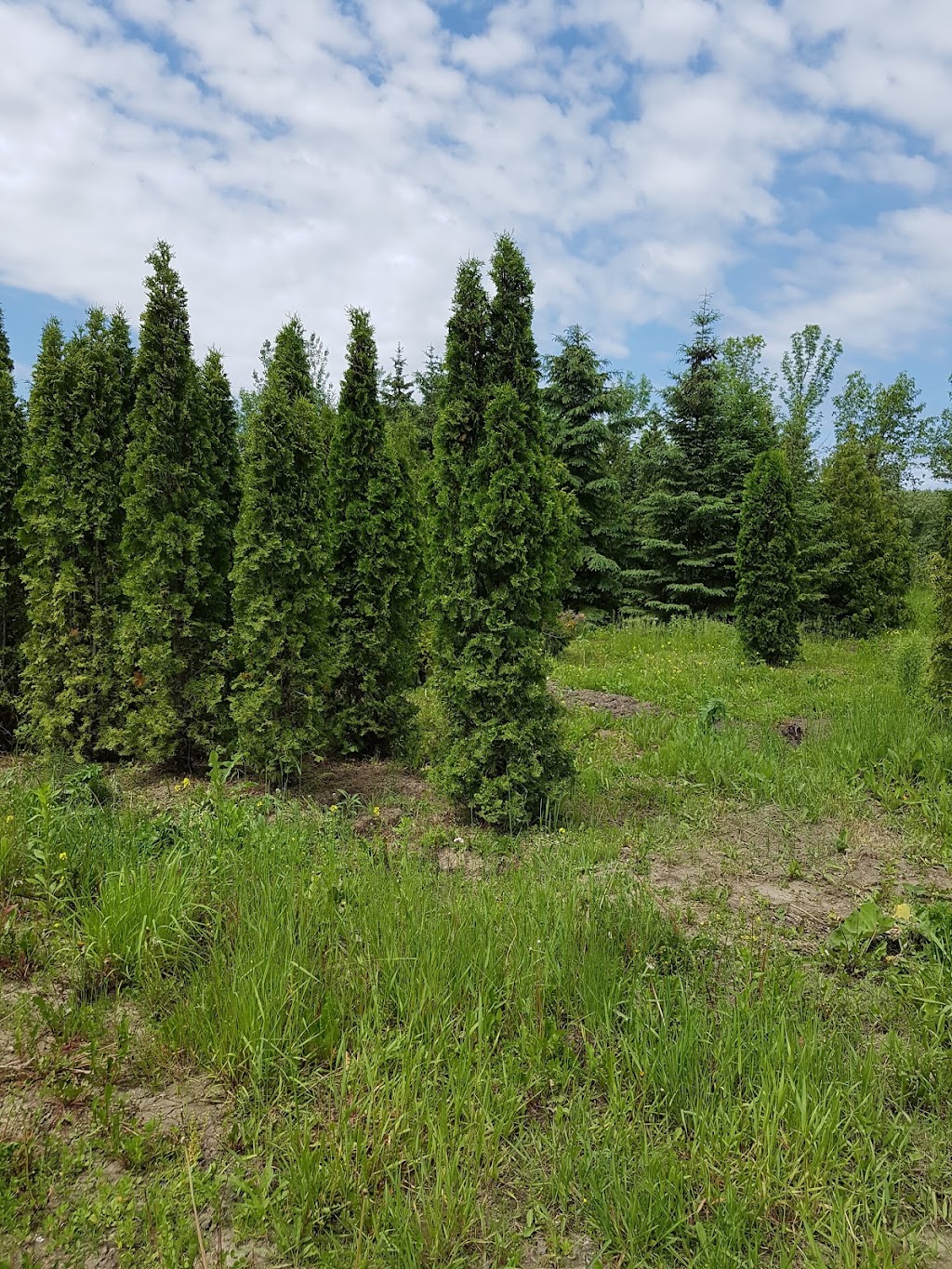 Ferme & Pepiniere Mastro Enr | 751 Rang Saint-Régis S, Saint-Constant, QC J5A 2E7, Canada | Phone: (450) 632-5073