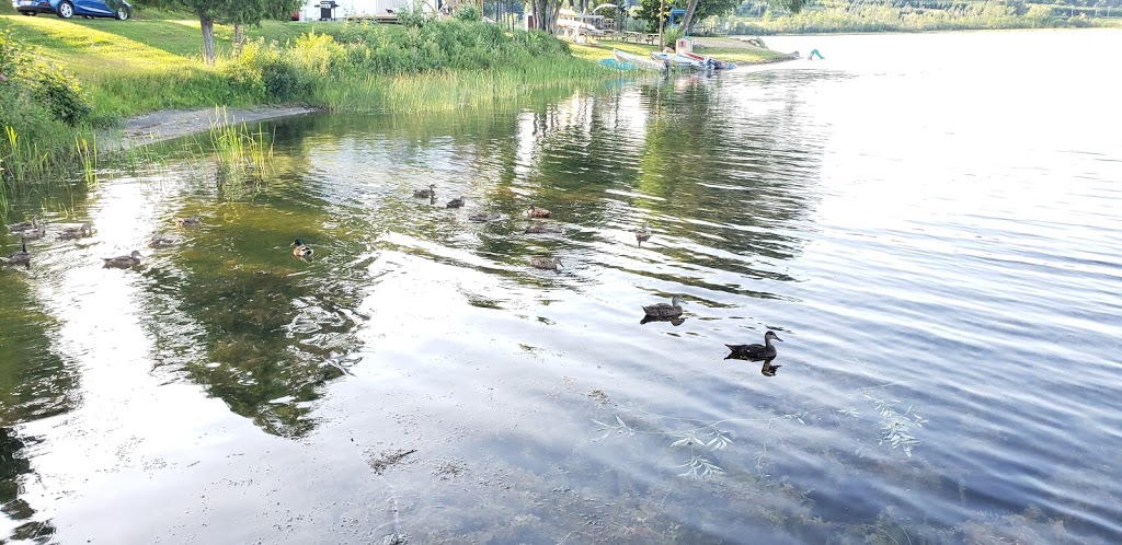 Camping Barbe inc. | 236 Chemin de Blue Sea, Blue Sea, QC J0X 1C0, Canada | Phone: (819) 463-3494