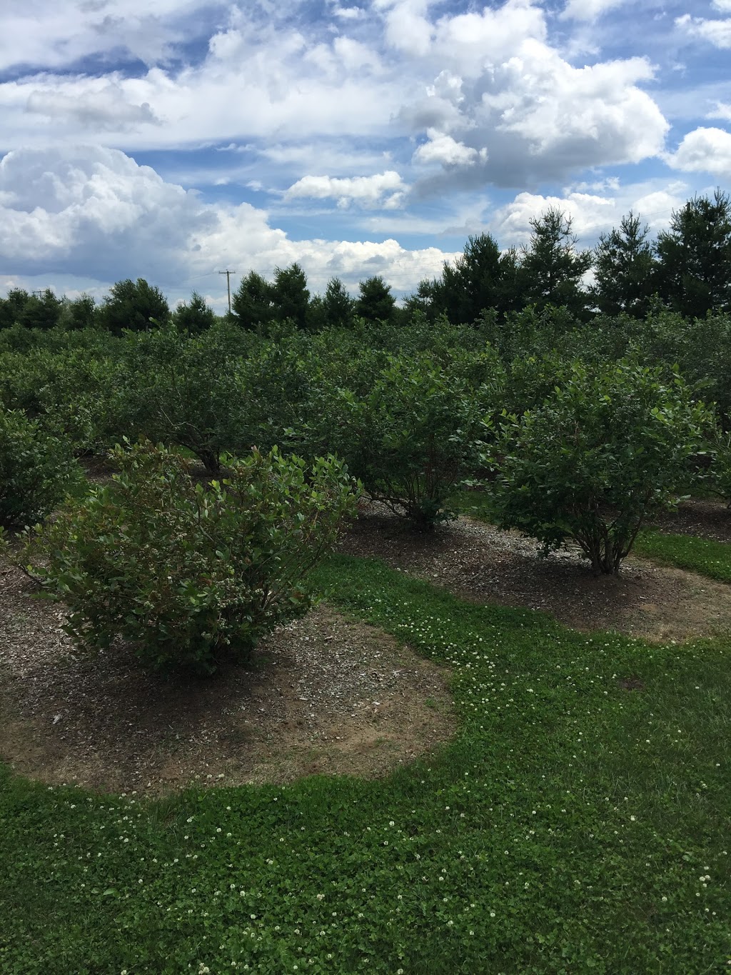 Bleuetière cédrière framboisier au petit camp | 6600, 4e rang, Saint-Lucien, QC J0C 1N0, Canada | Phone: (819) 397-2026