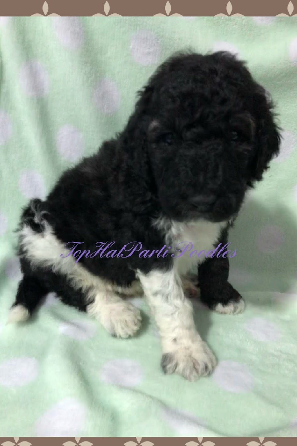 Top Hat Parti Poodles | 172 Clareview Rd NW, Edmonton, AB T5A 3Y3, Canada | Phone: (780) 278-2884