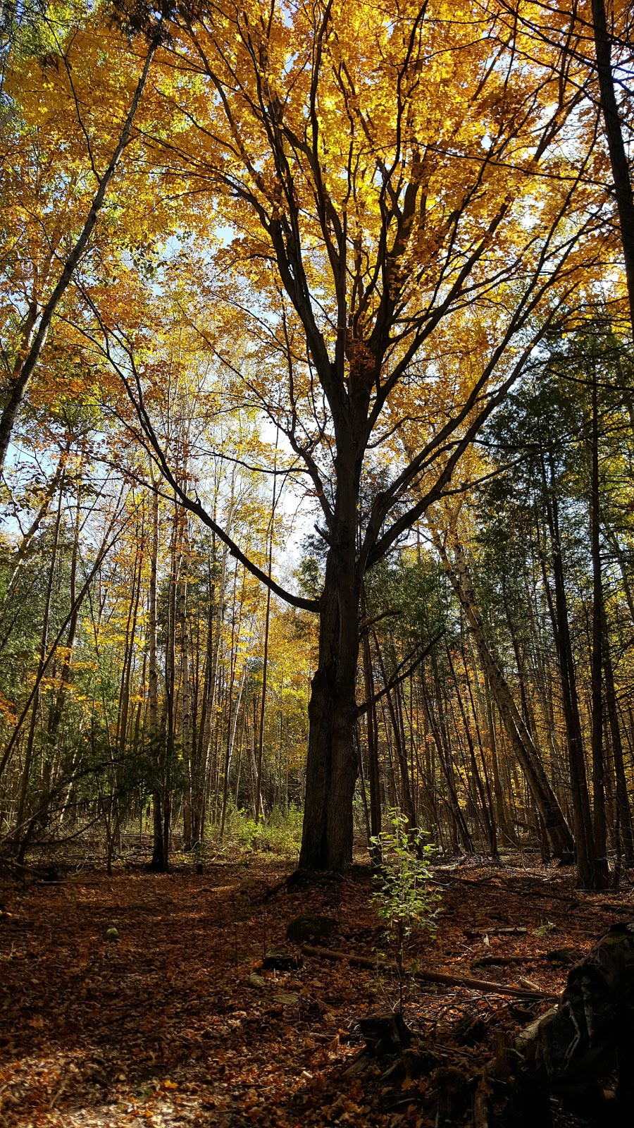 Metro Road Tract | 1763 Metro Rd N, Georgina, ON L0E 1L0, Canada