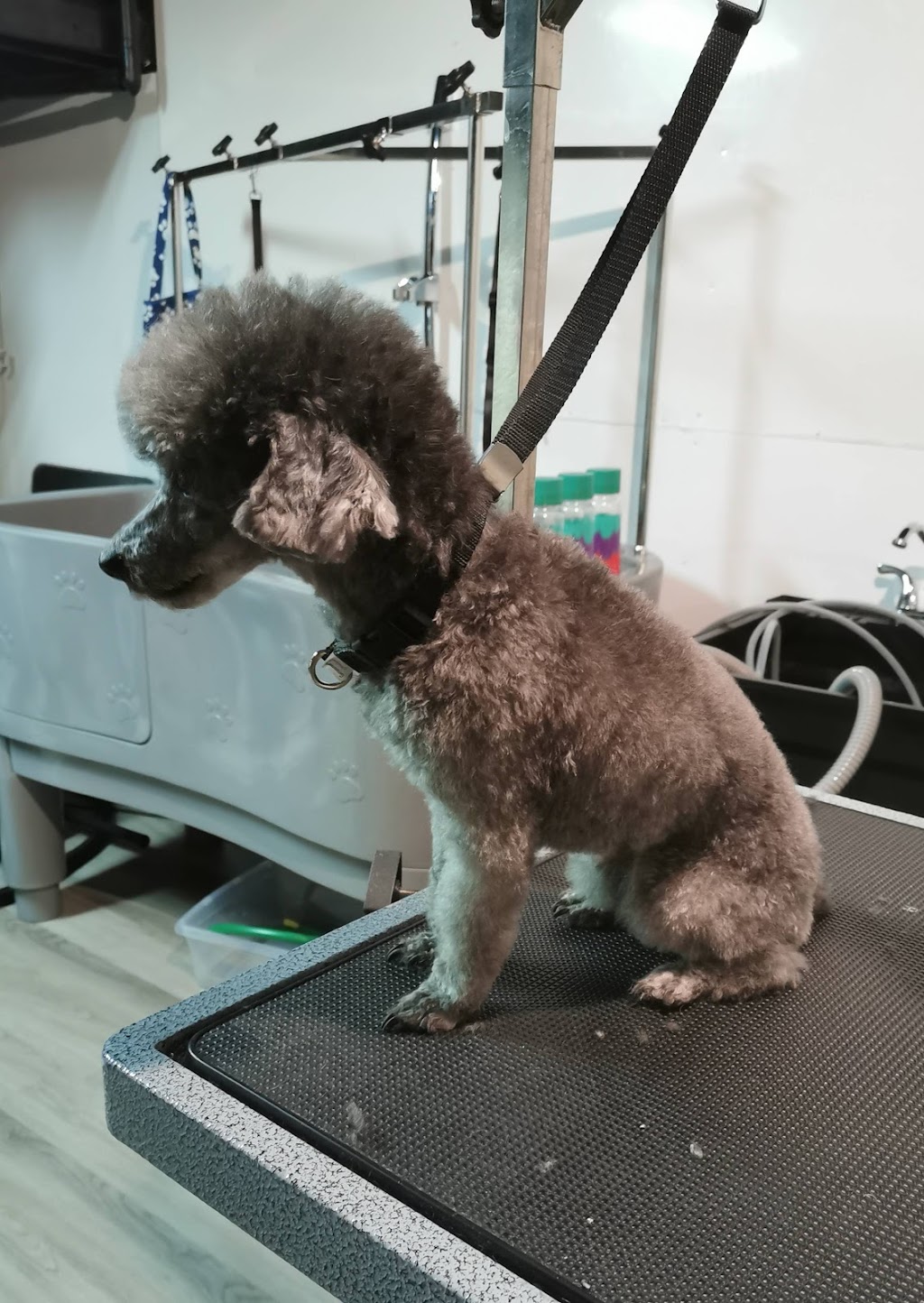 Institut Glam Canin | 1071 Bd Raymond, Québec, QC G1B 2R5, Canada | Phone: (581) 398-2216