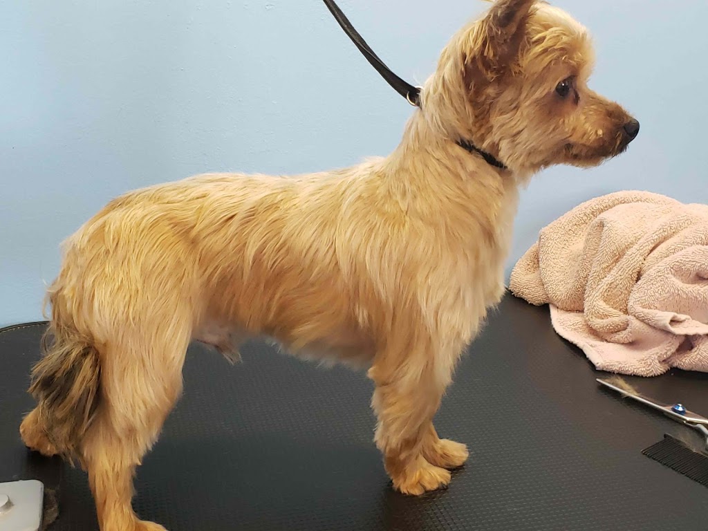 Stinky K9 Spa | 10221 Wilson St, Triple Creek Estates, Park Crescent Unit 70, Mission, BC V4S 1L8, Canada | Phone: (604) 764-5707