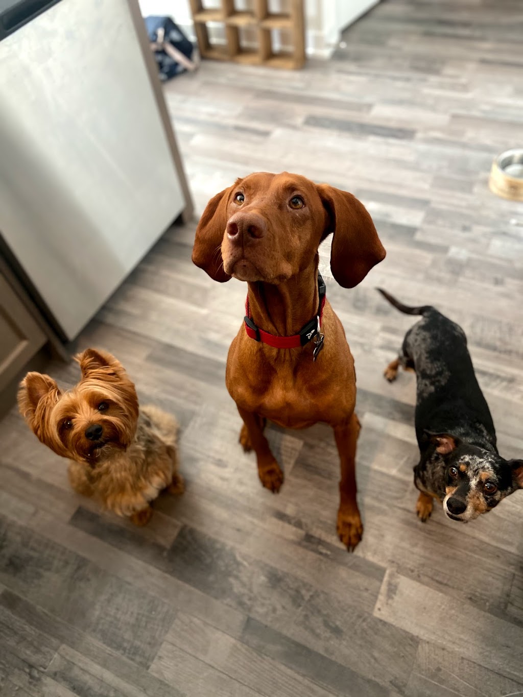 The Leash Crew | 1460 Whites Rd N #411, Pickering, ON L1V 0E8, Canada | Phone: (647) 545-2560