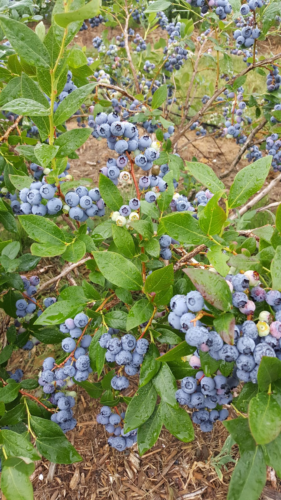 Berrylicious Fruit Farm | 425533 Substation Rd, Burgessville, ON N0J 1C0, Canada | Phone: (519) 424-3147