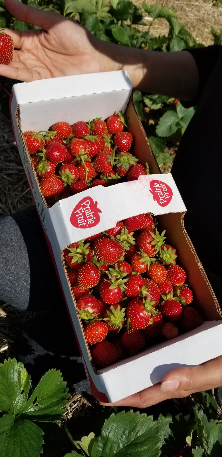 Blue sky farm | Sanford, MB R0G 2J0, Canada | Phone: (204) 736-2941