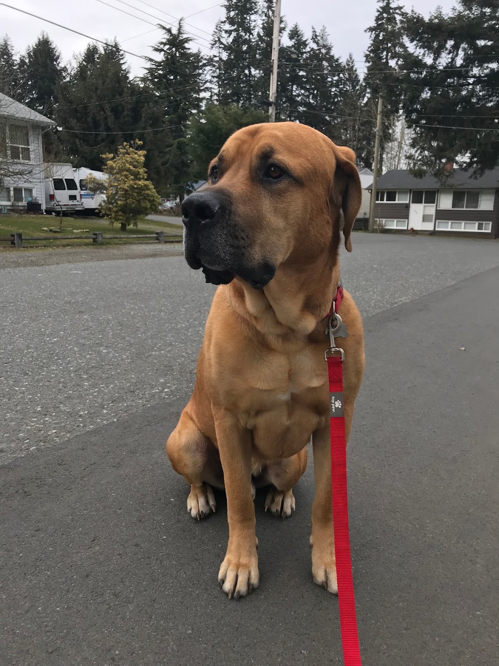 Happiest Pup Pet Services | 3085 Departure Bay Rd, Nanaimo, BC V9T 1B6, Canada | Phone: (250) 268-4493