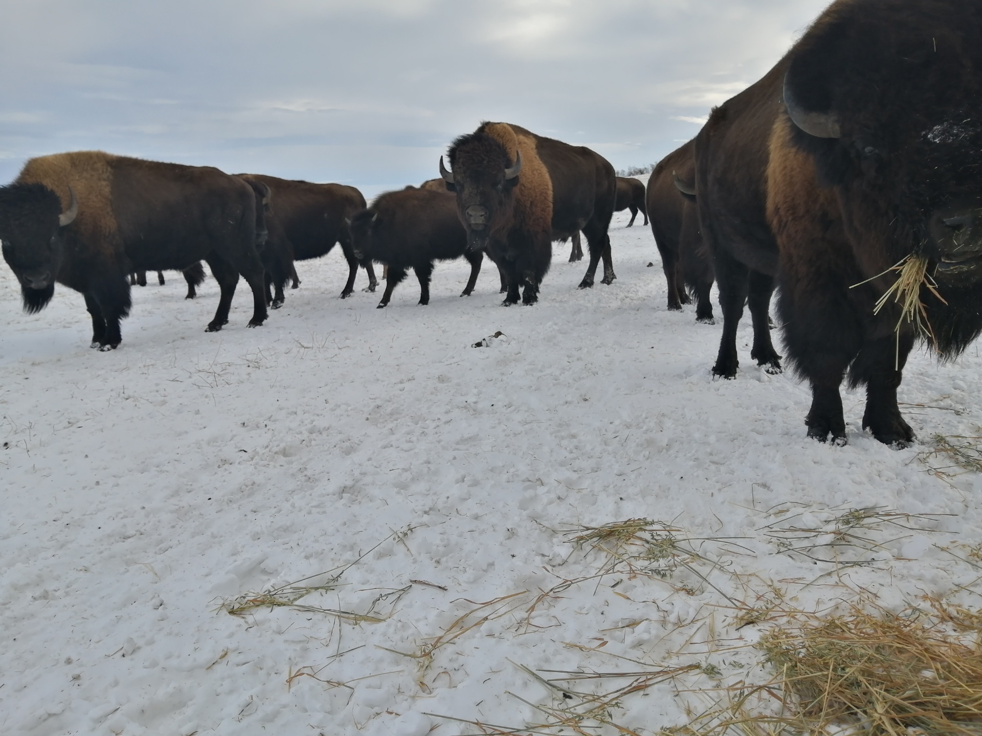 Northfork Bison Distributions inc. | 8715 Rue Lafrenaie, Saint-Léonard, QC H1P 2B6, Canada | Phone: (514) 643-4447