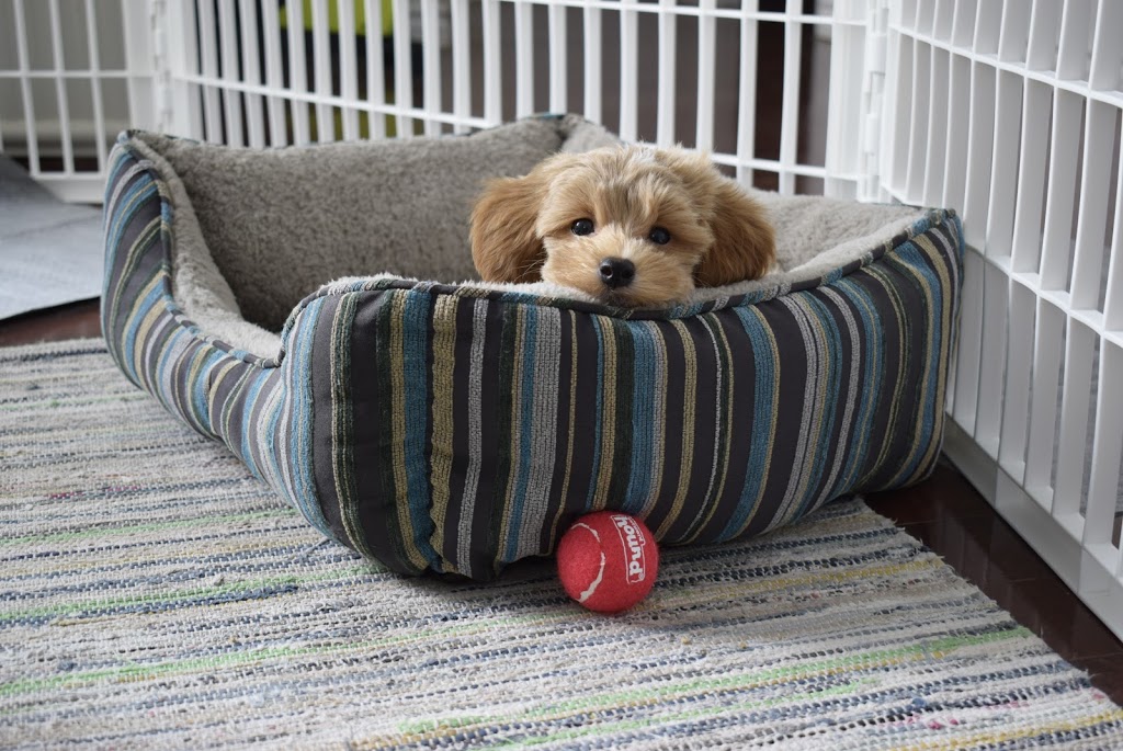O Ranch Puppies | 6699 Chemin de la Rivière, Ascot Corner, QC J0B 1A0, Canada | Phone: (819) 563-2121