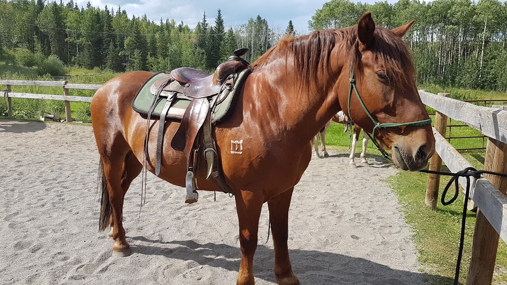 Moose Mountain Horseback Adventures | AB-762, Alberta T0L 1W0, Canada | Phone: (403) 949-3329