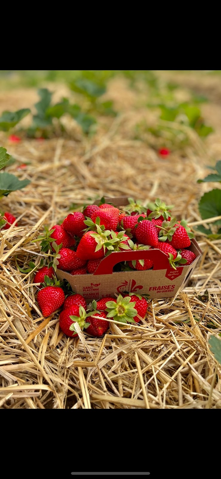 Marché Mcbain | 2126 Bd Valcartier, Saint-Gabriel-de-Valcartier, QC G0A 4S0, Canada | Phone: (581) 307-9143