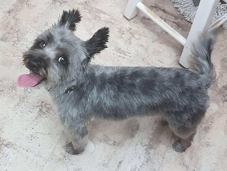 Barkies Paw Spa Dog Grooming | 4809 52 Ave, Bentley, AB T0C 0J0, Canada | Phone: (403) 318-6593