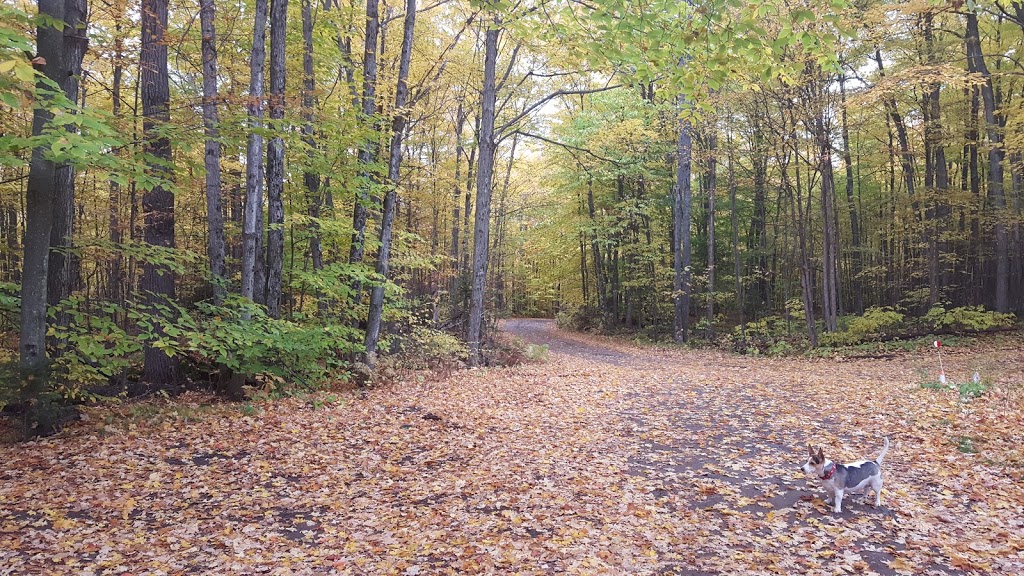 CliffLAND | 502 Hills of Peace Rd, Lanark, ON K0G 1K0, Canada | Phone: (613) 259-3412