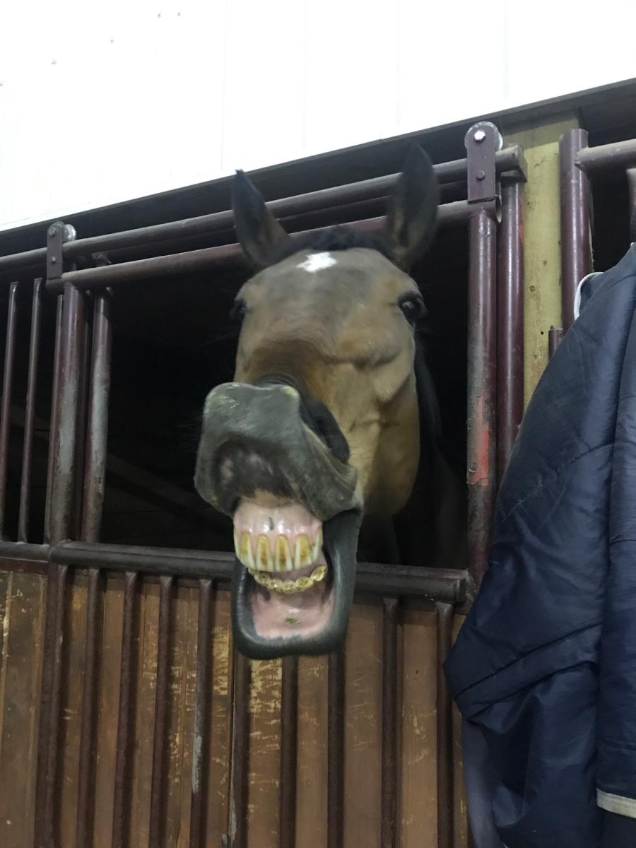 Tristar Equestrian Centre Hunter/Jumper/Eventing | 271104, Range Rd 20, Airdrie, AB T0B 2A3, Canada | Phone: (403) 948-7472