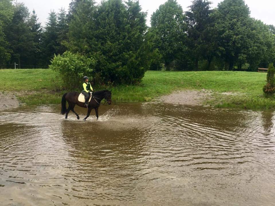 Dreamcrest Equestrian Services | 2130 Shirley Rd, Port Perry, ON L9L 1B3, Canada | Phone: (905) 985-1599