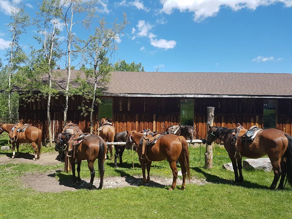 Homeplace Ranch | Foothills No. 31, AB T0L 1W0, Canada | Phone: (403) 969-4444