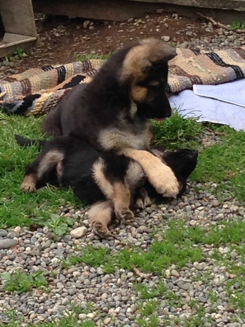 Woodside German Shepherds | 1722 252 St, Aldergrove, BC V4W 2E3, Canada | Phone: (604) 607-7888