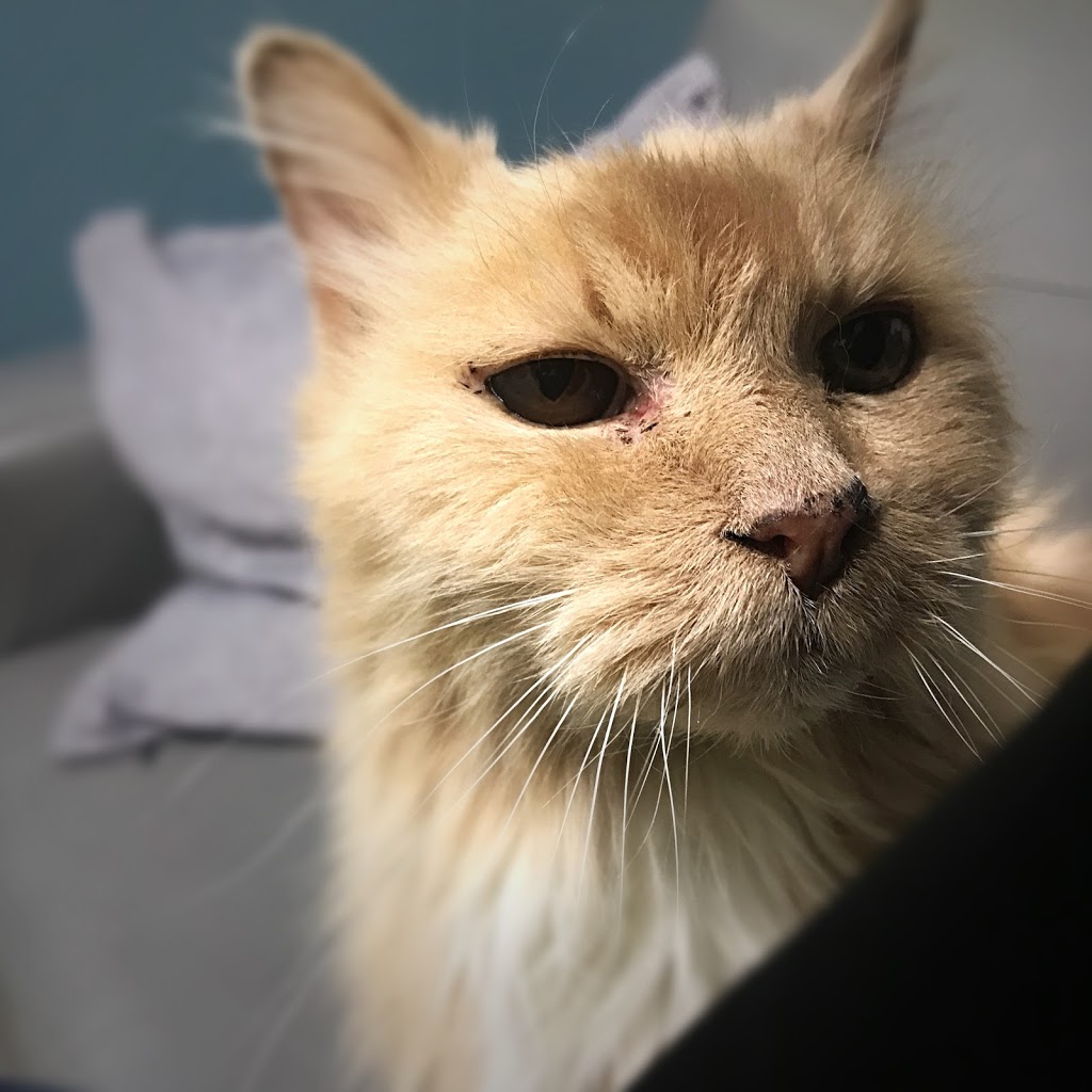 Happy Paws Vet Clinic | 1301 8 St SW #5, Airdrie, AB T4B 3Y2, Canada | Phone: (403) 299-0336