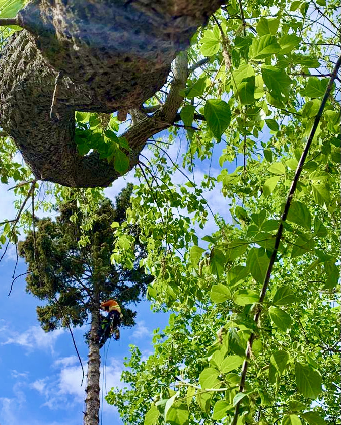Alpine Precision Tree Services Ltd. | Unit 11, #1 Cougar Mountain Cres, Exshaw, AB T0L 2C0, Canada | Phone: (403) 678-7312