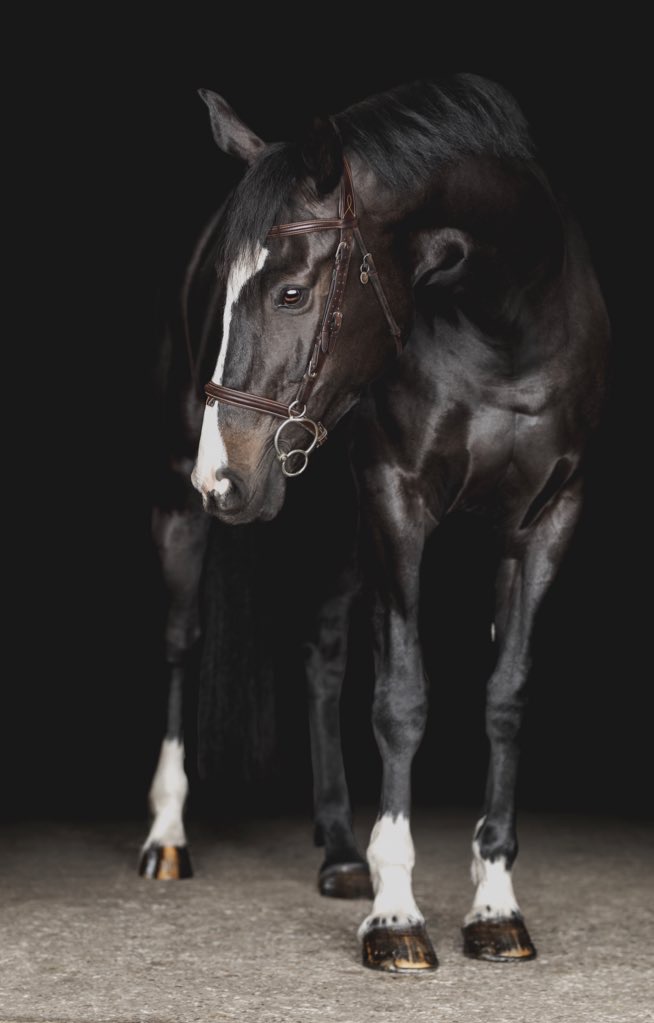 The Yeg Equestrian | 13007 208 St NW, Edmonton, AB T5V 1T8, Canada | Phone: (780) 863-5599