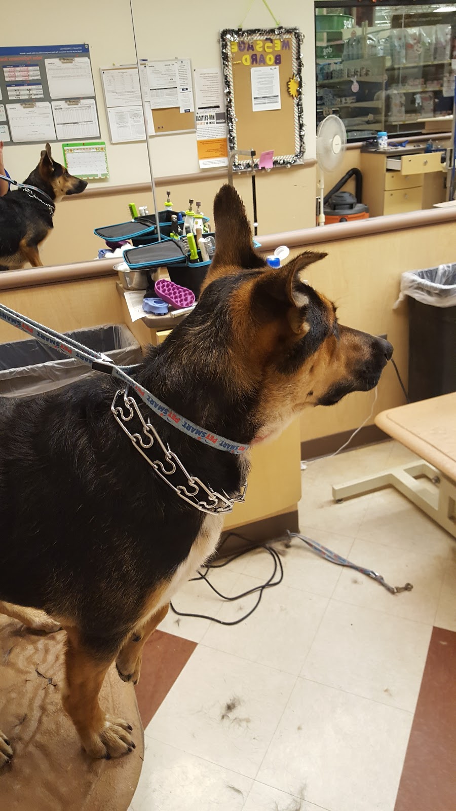 PetSmart | 51347 Gratiot Ave, Chesterfield Township, MI 48051, USA | Phone: (586) 949-3026