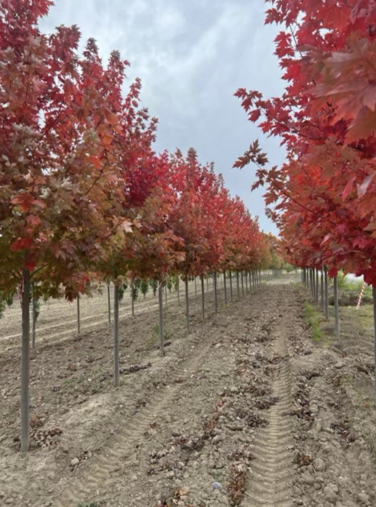 Three Generation Farms | ON-10, Mono, ON L9V 0Z6, Canada | Phone: (416) 845-5700