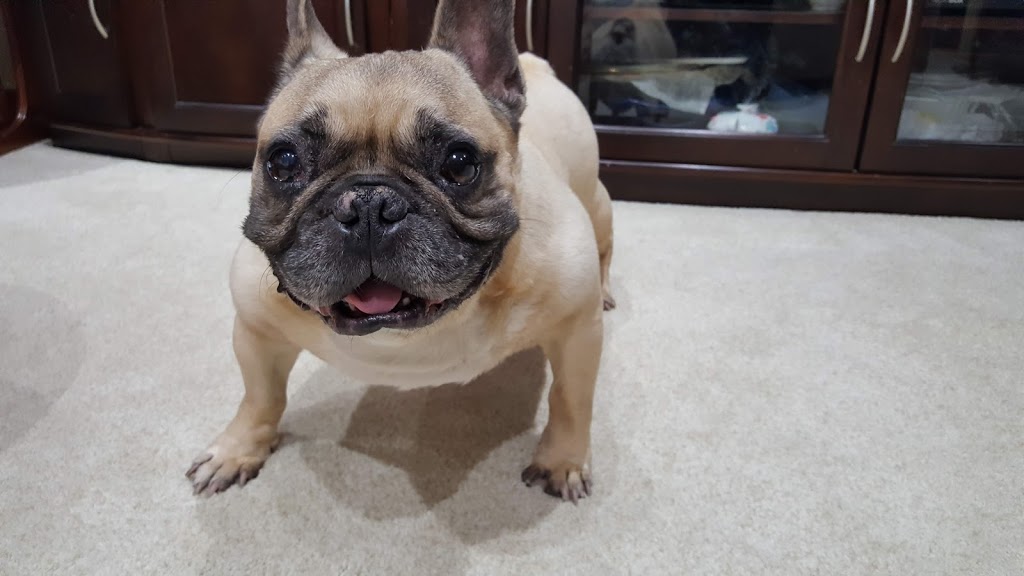 Islington Village Animal Hospital | 3852 Bloor St W, Etobicoke, ON M9B 1L1, Canada | Phone: (647) 347-2299