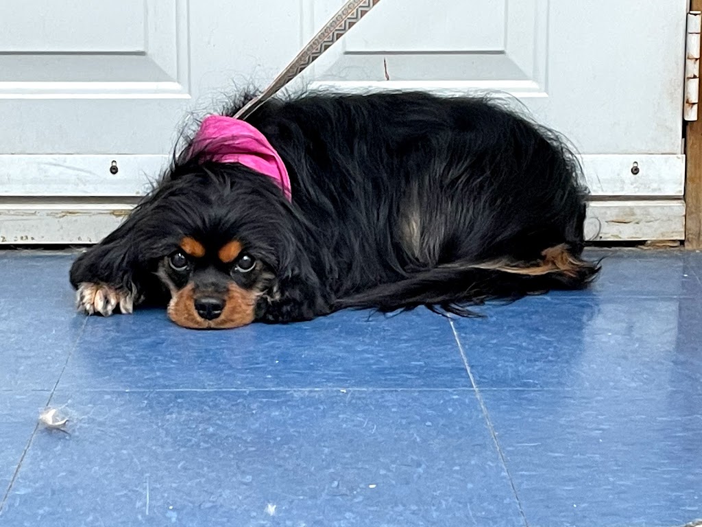 Centre de formation toilettage aux petits soins | 185 Bd Antonio-Barrette, Notre-Dame-des-Prairies, QC J6E 1E6, Canada | Phone: (450) 758-1855