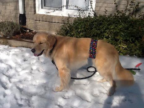 Jack & Jill Dog Diapers | Ramblewood Dr, Wasaga Beach, ON L9Z 1P3, Canada | Phone: (866) 969-1195