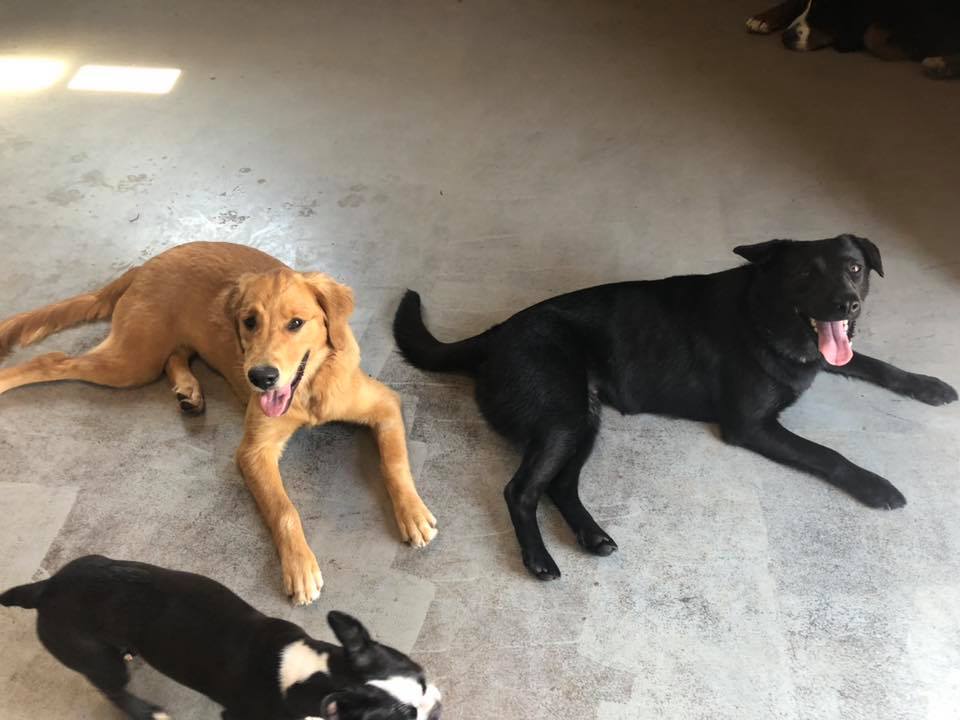 Canine Station (Jenns Doggie Daycare) | 228 Old Halifax Rd, Brookfield, NS B0N 1C0, Canada | Phone: (902) 956-1771