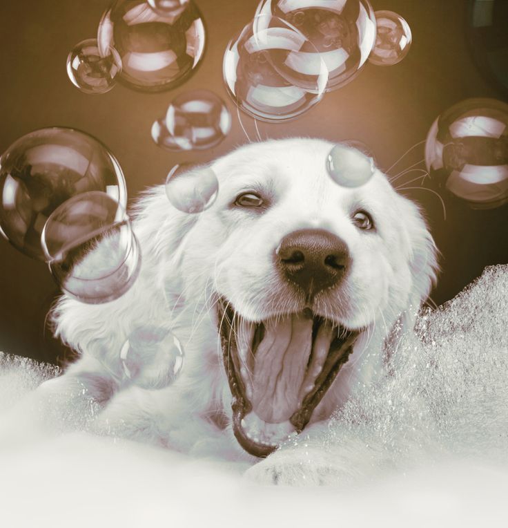 Gone With The Dogs | 2 Glenabbey Dr, Oshawa, Courtice, ON L1E 1C1, Canada | Phone: (905) 404-8746