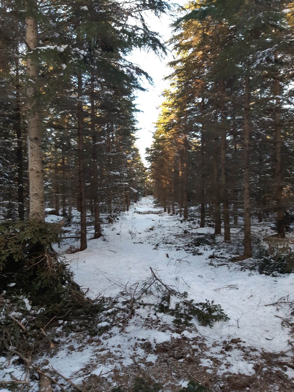 Arboriculture leforestier | 1041 Rang St Pierre, Hérouxville, QC G0X 1J0, Canada | Phone: (819) 383-4066