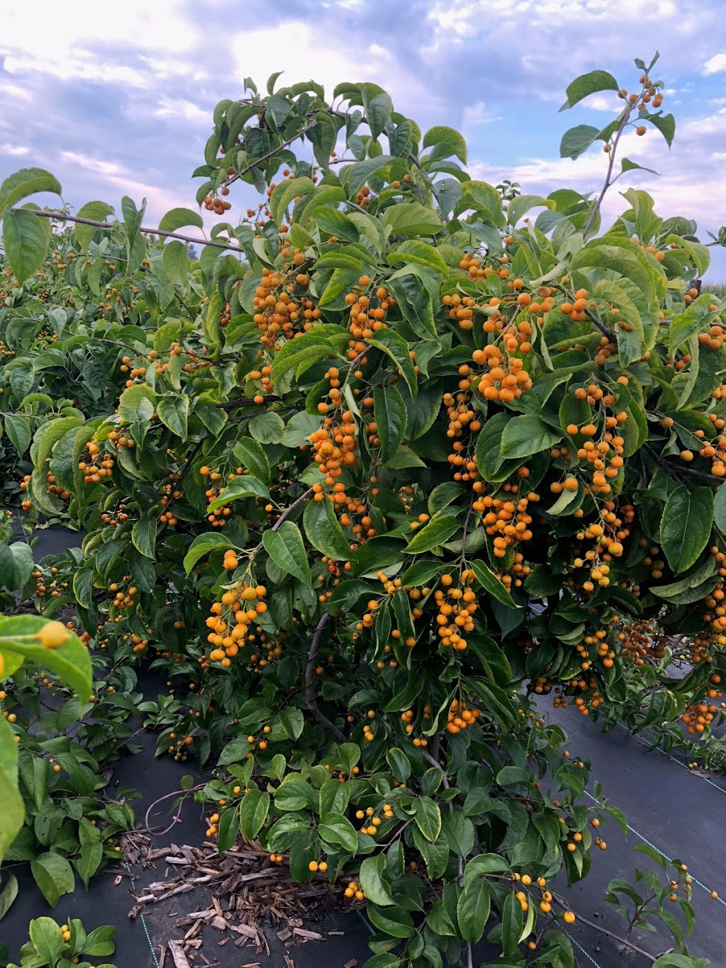Berry Barn Farms | 22987 Pioneer Line, Rodney, ON N0P 1X0, Canada | Phone: (519) 630-5772