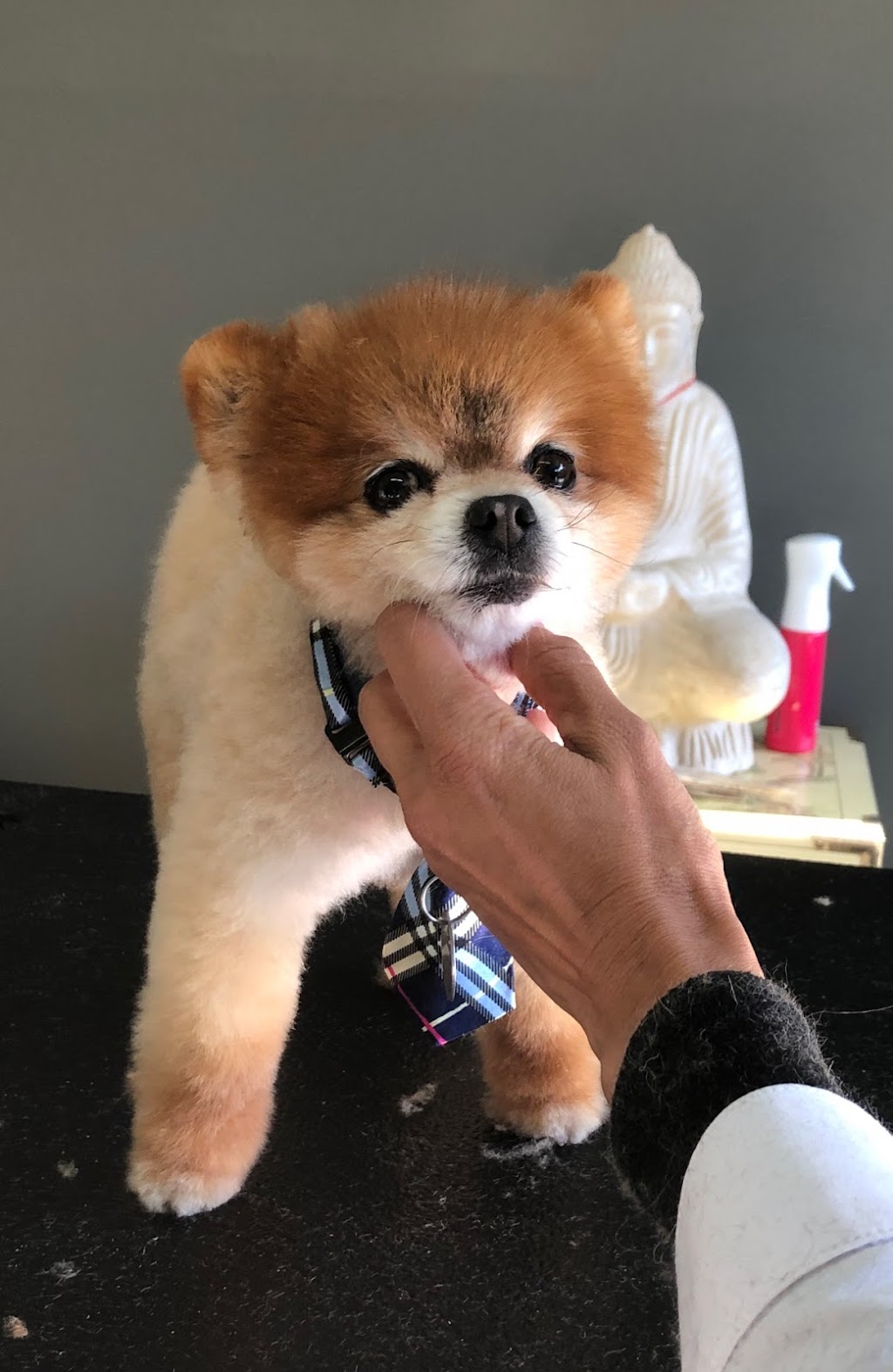 Panorama Paws Dog Grooming | 5878 151 St, Surrey, BC V3S 3T2, Canada | Phone: (778) 893-0114