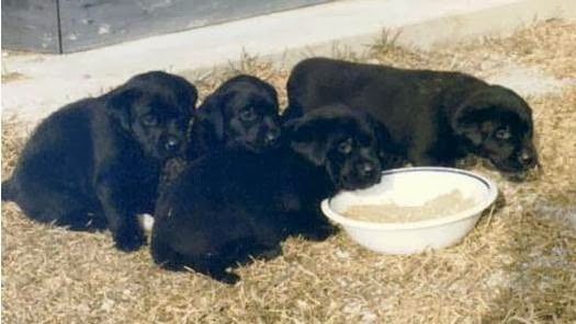 Parkland Kennels West Inc | 53119 Range Rd 280, Stony Plain, AB T7Z 1Y2, Canada | Phone: (780) 963-4269