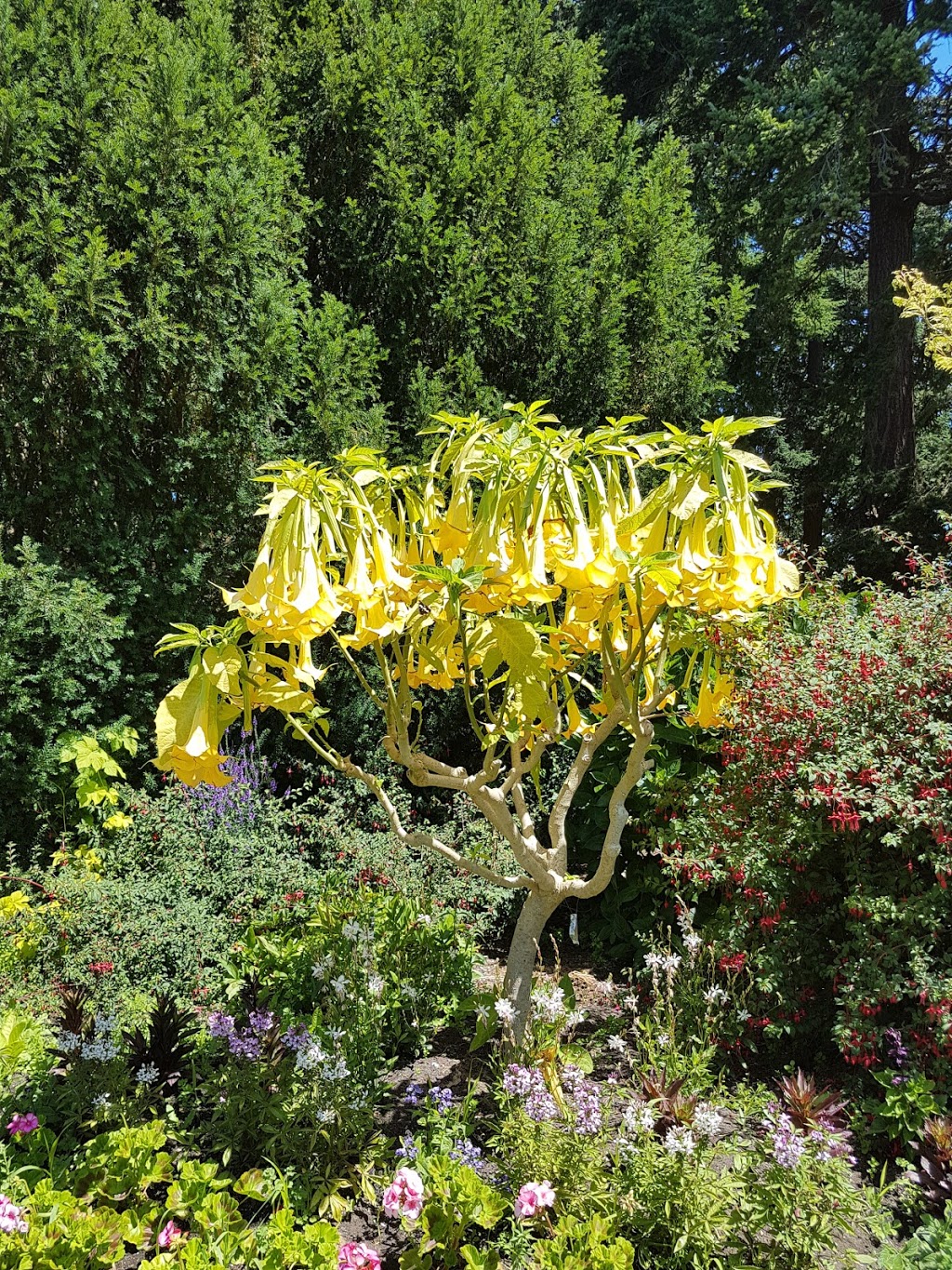 Beacon Hill Park | 100 Cook St, Victoria, BC V8V, Canada | Phone: (250) 361-0600