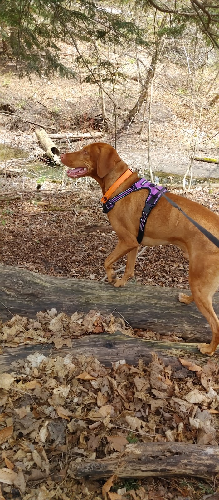 C J Dogwalkers | 77 Arlington Ave, Oshawa, ON L1G 2N5, Canada | Phone: (289) 675-1760