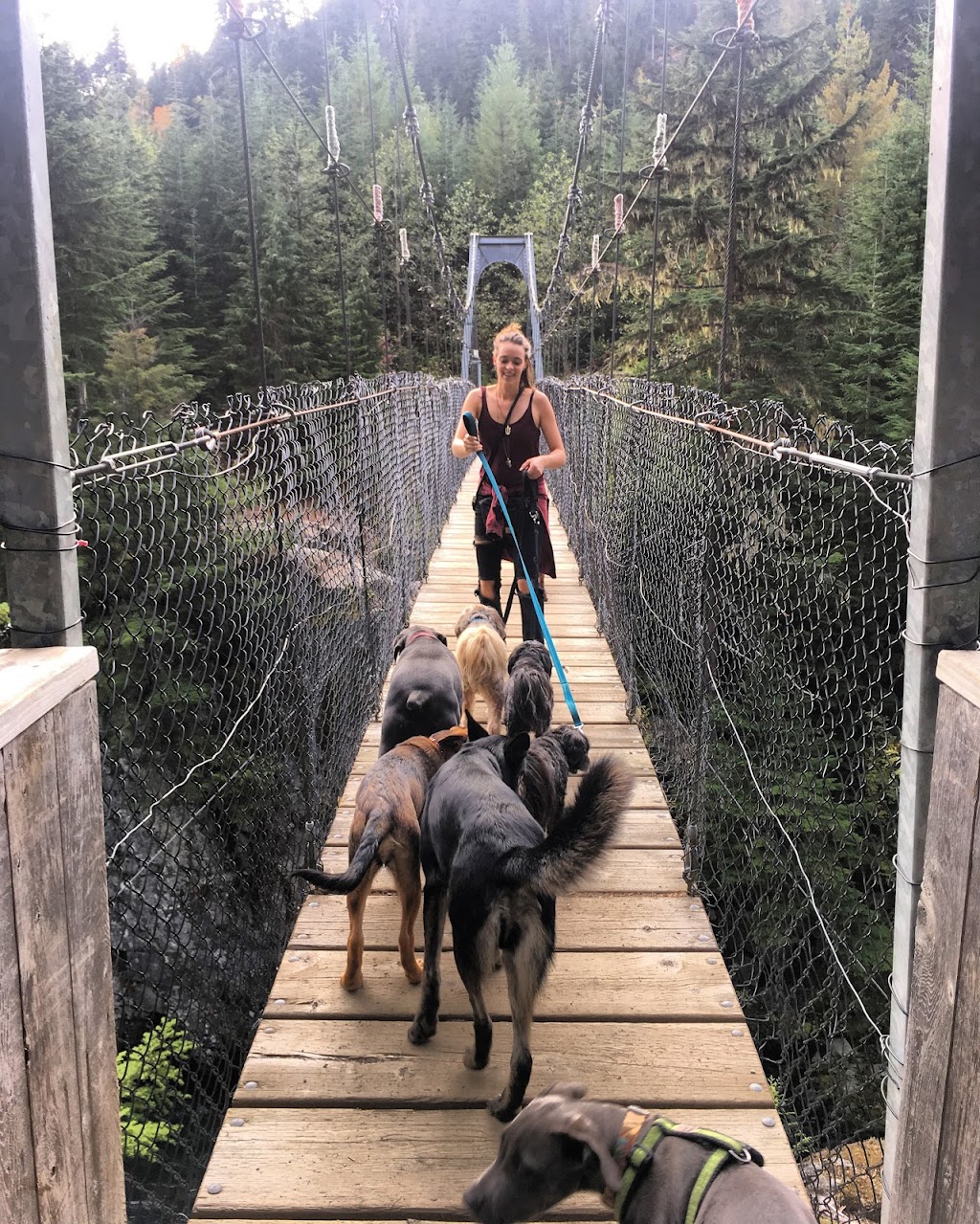 Trail Dogs | Pemberton, BC V0N 2L2, Canada | Phone: (604) 905-9273